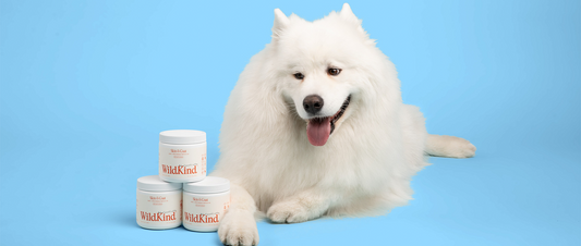 Yet Another Dog Treat Recipe with Wild Alaskan Salmon Oil