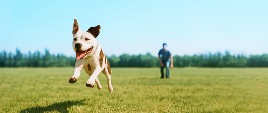 Exercise with WildKind
