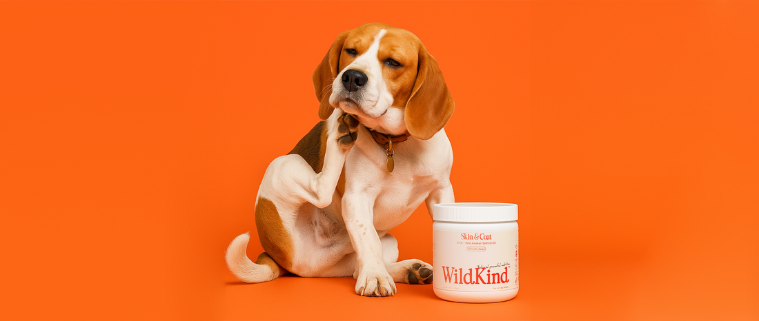 How Can I Prevent My Dog from Itching?