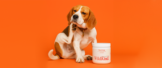 How Can I Prevent My Dog from Itching?