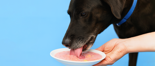 Fruit Smoothies for Your Furry Friend