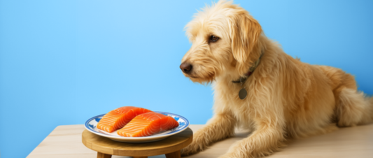 What is Wild Alaskan Salmon Oil?