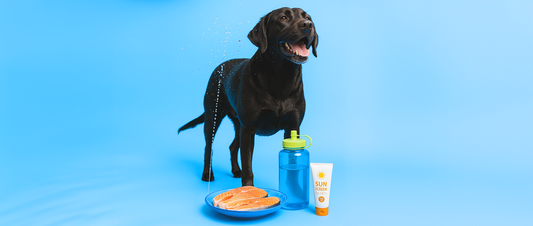 Basic Summer Care Tips for My Pet in 2025