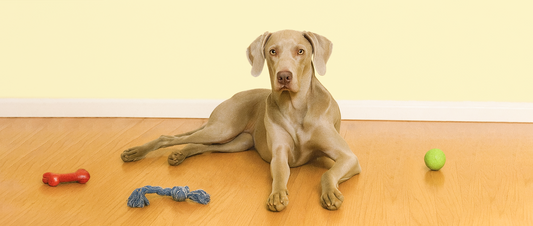 Helping Your Dog Spend the Day at Home while You Work