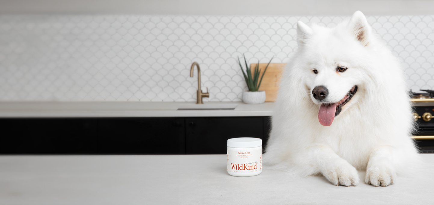 wildkindpets-dog-eat